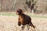 SETTER IRLANDAIS 466